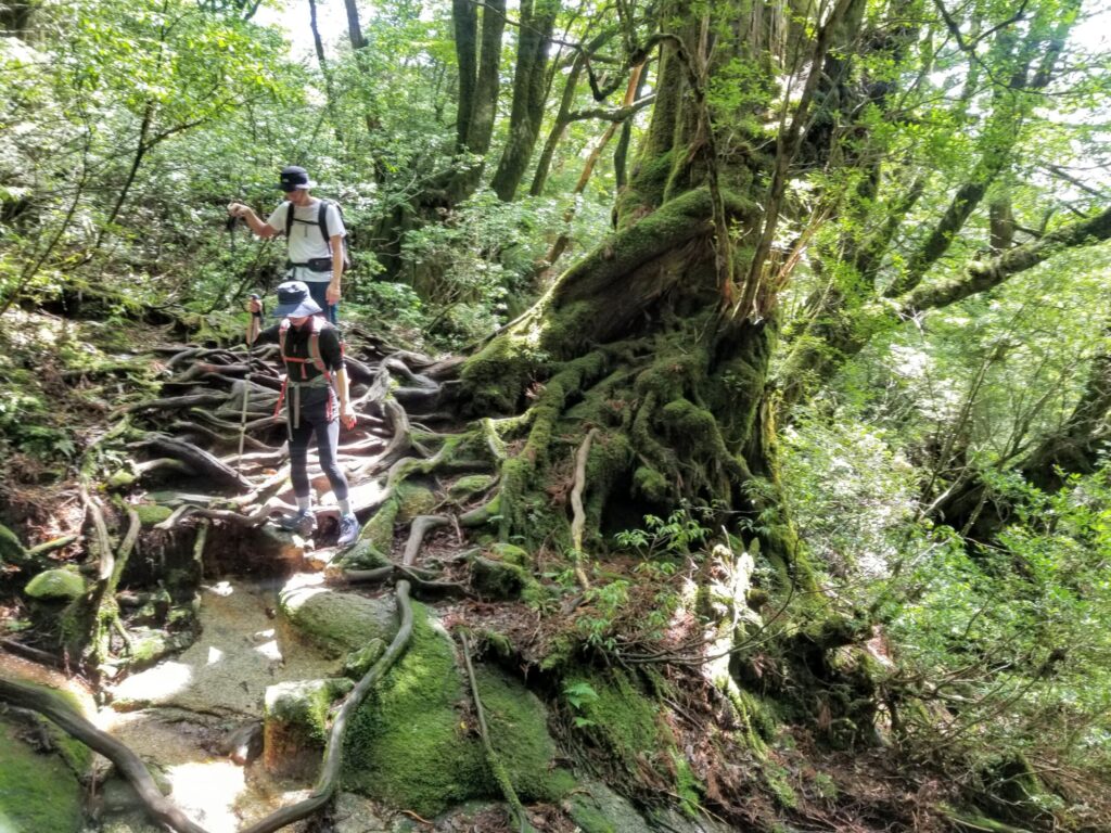 屋久島国立公園 世界遺産エリア