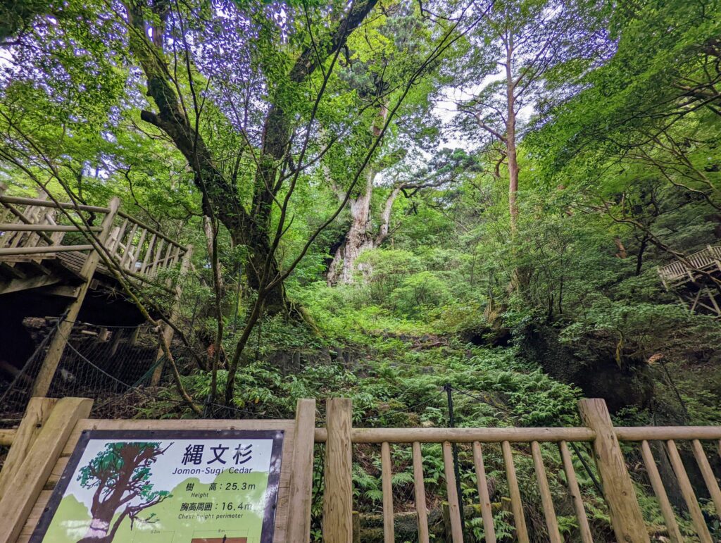 屋久島 樹齢7200年ともいわれる縄文杉