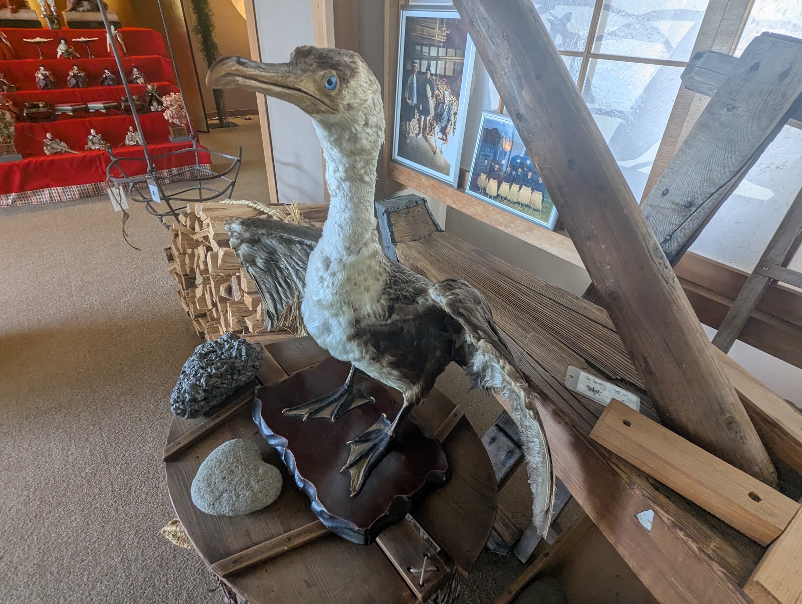 鵜匠の家 すぎ山館内に展示された鵜とみられる標本と鵜飼資料