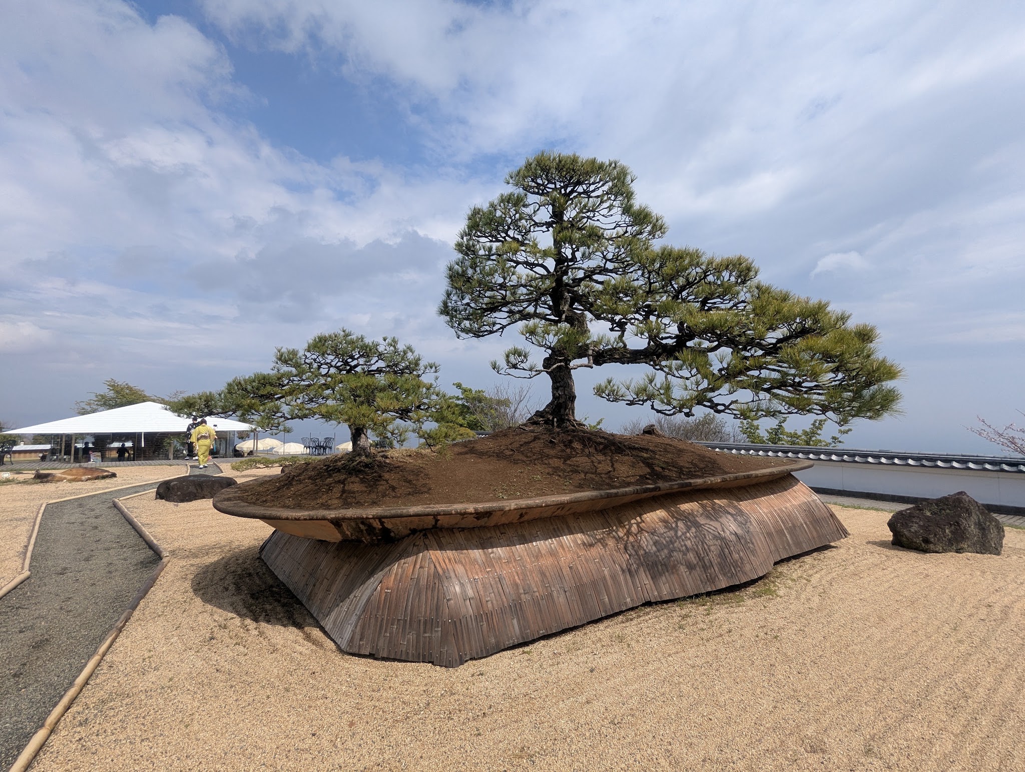 大きな鉢状の土台に植えられた鳳凰の松