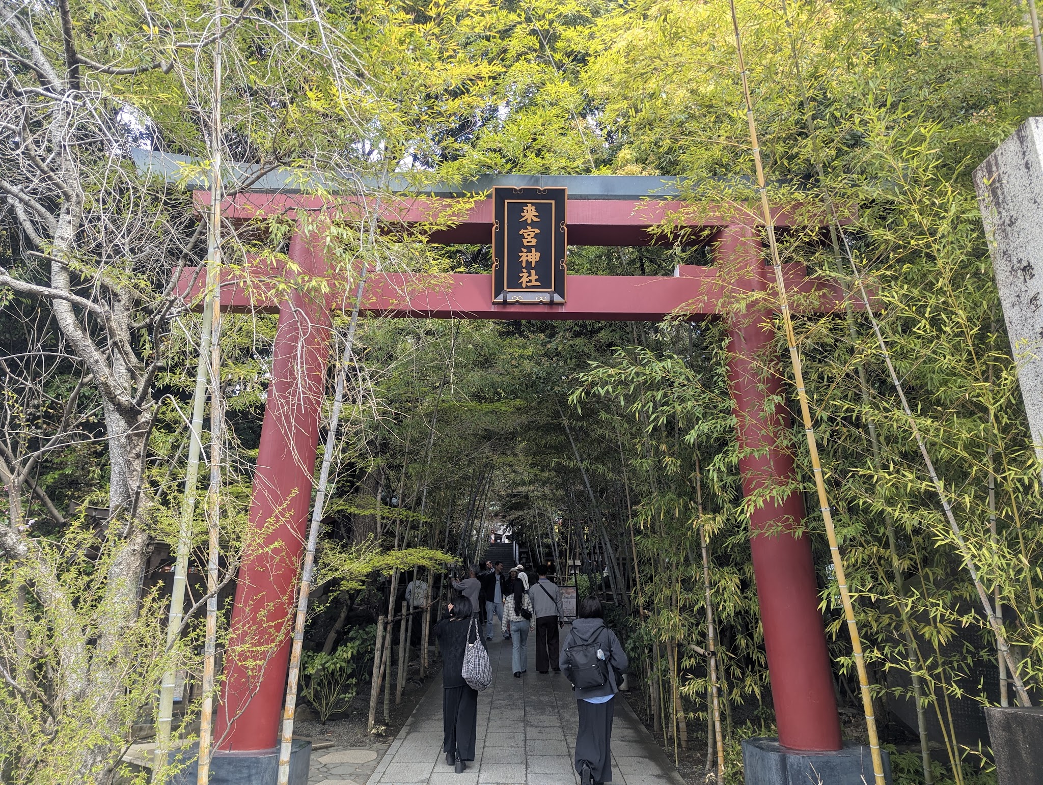 竹に囲まれた来宮神社の赤い鳥居