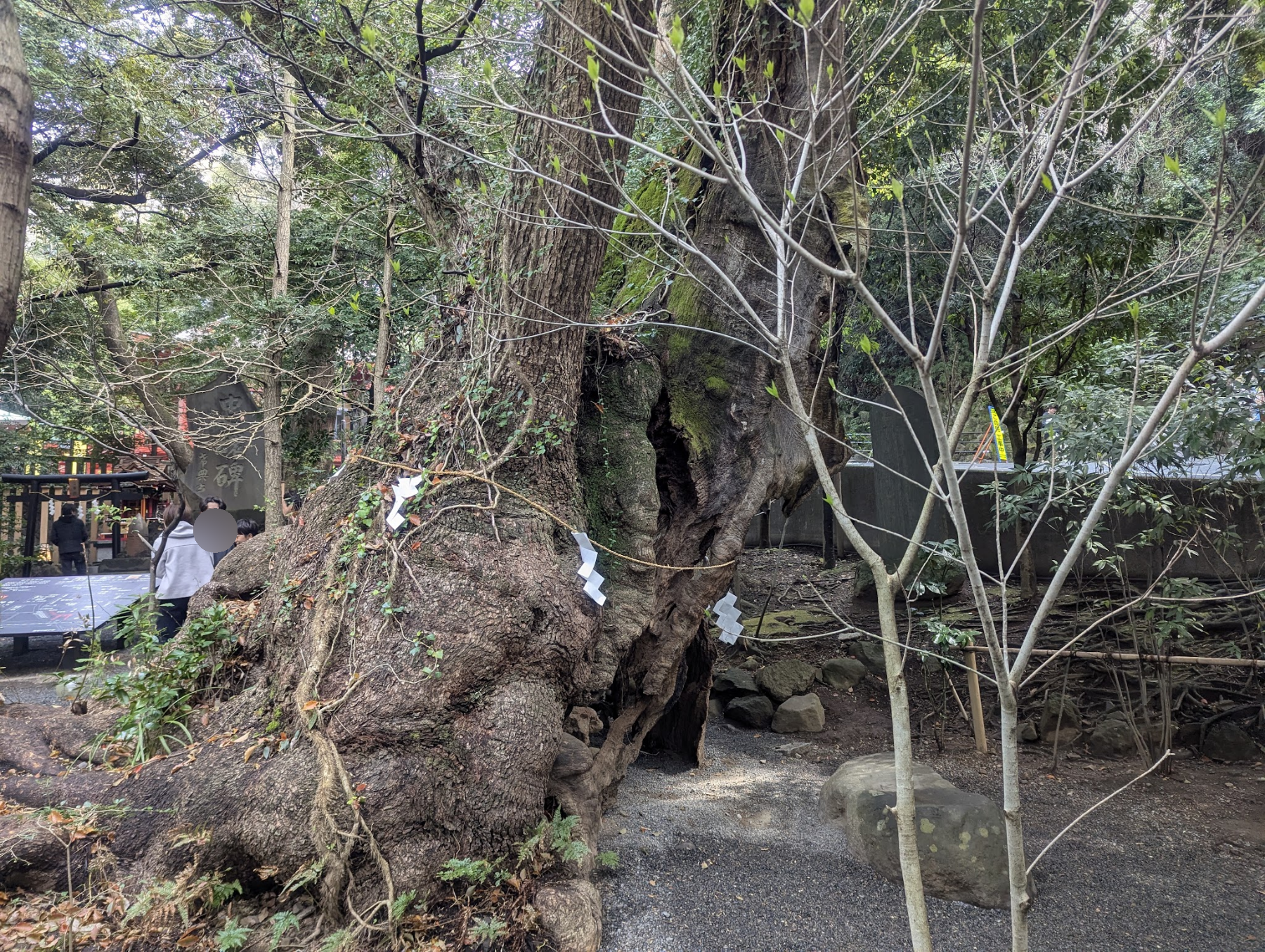 根元から幹にかけて空洞が見える第二大楠