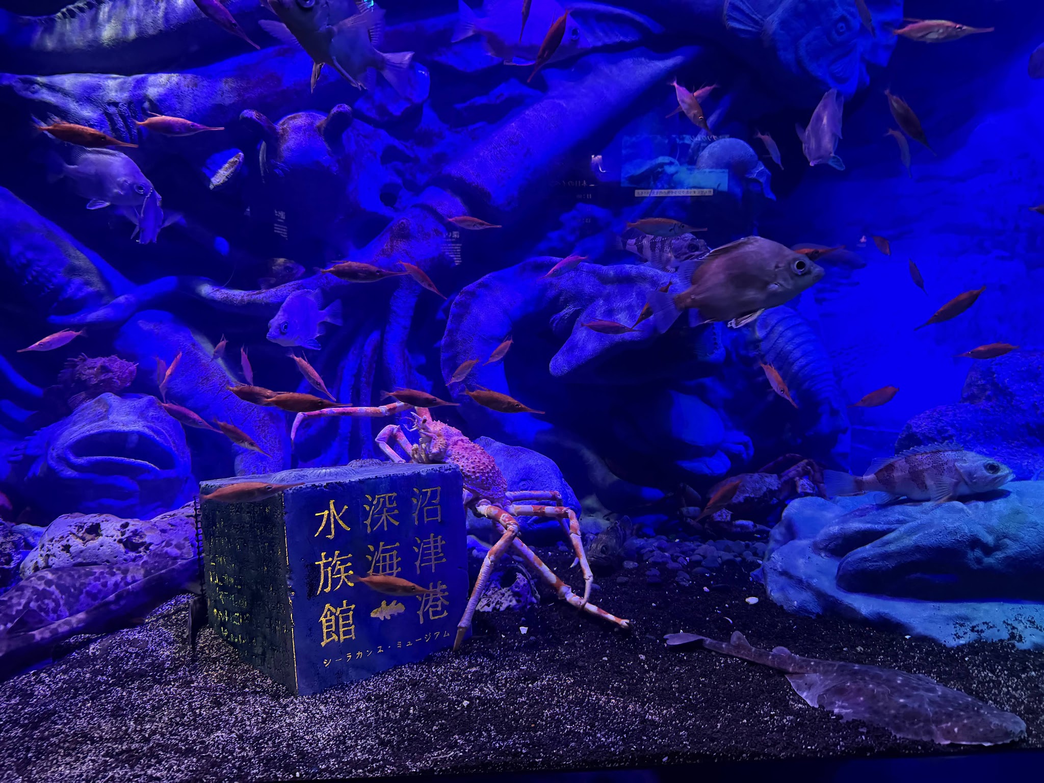 魚の群れと脚の長いカニが見える水槽