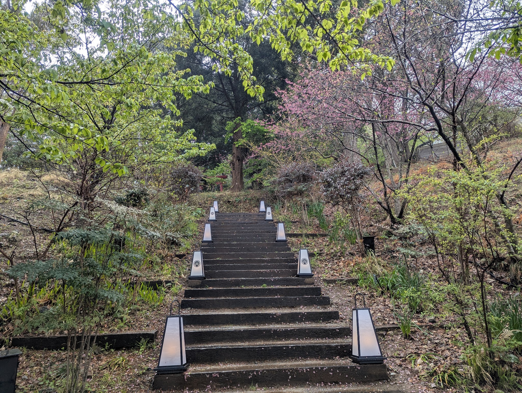 木々に囲まれた参道の階段