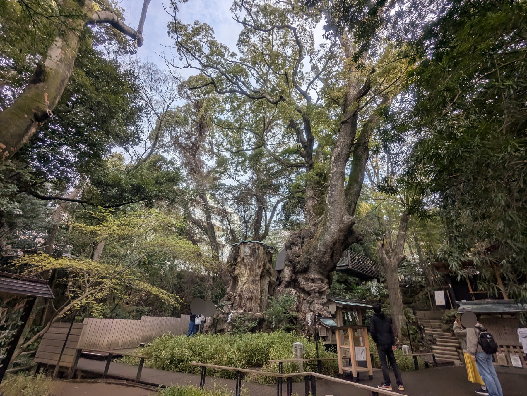 太い幹から枝を広げる来宮神社の大楠
