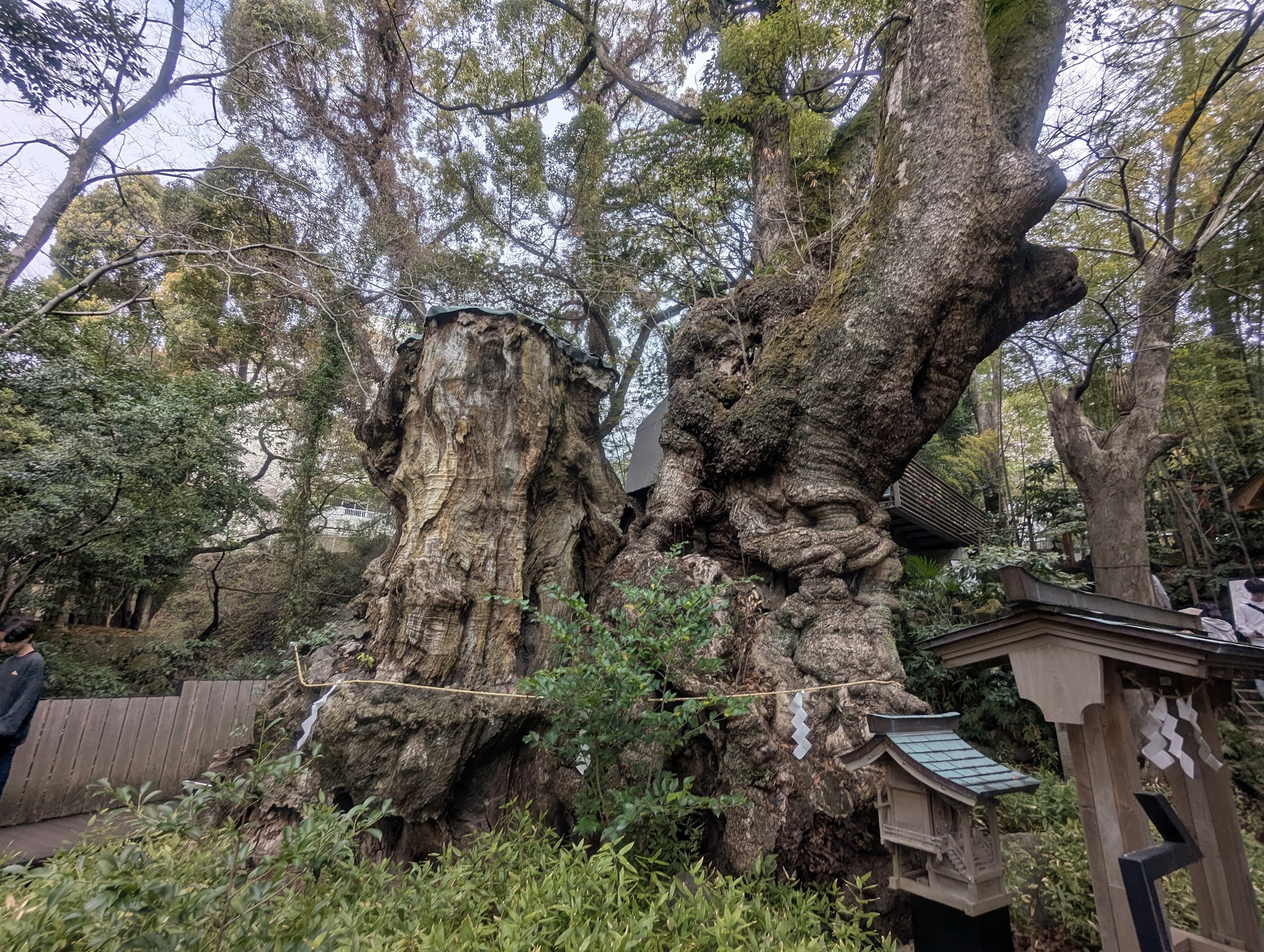 近くから見た大楠の幹とこぶ