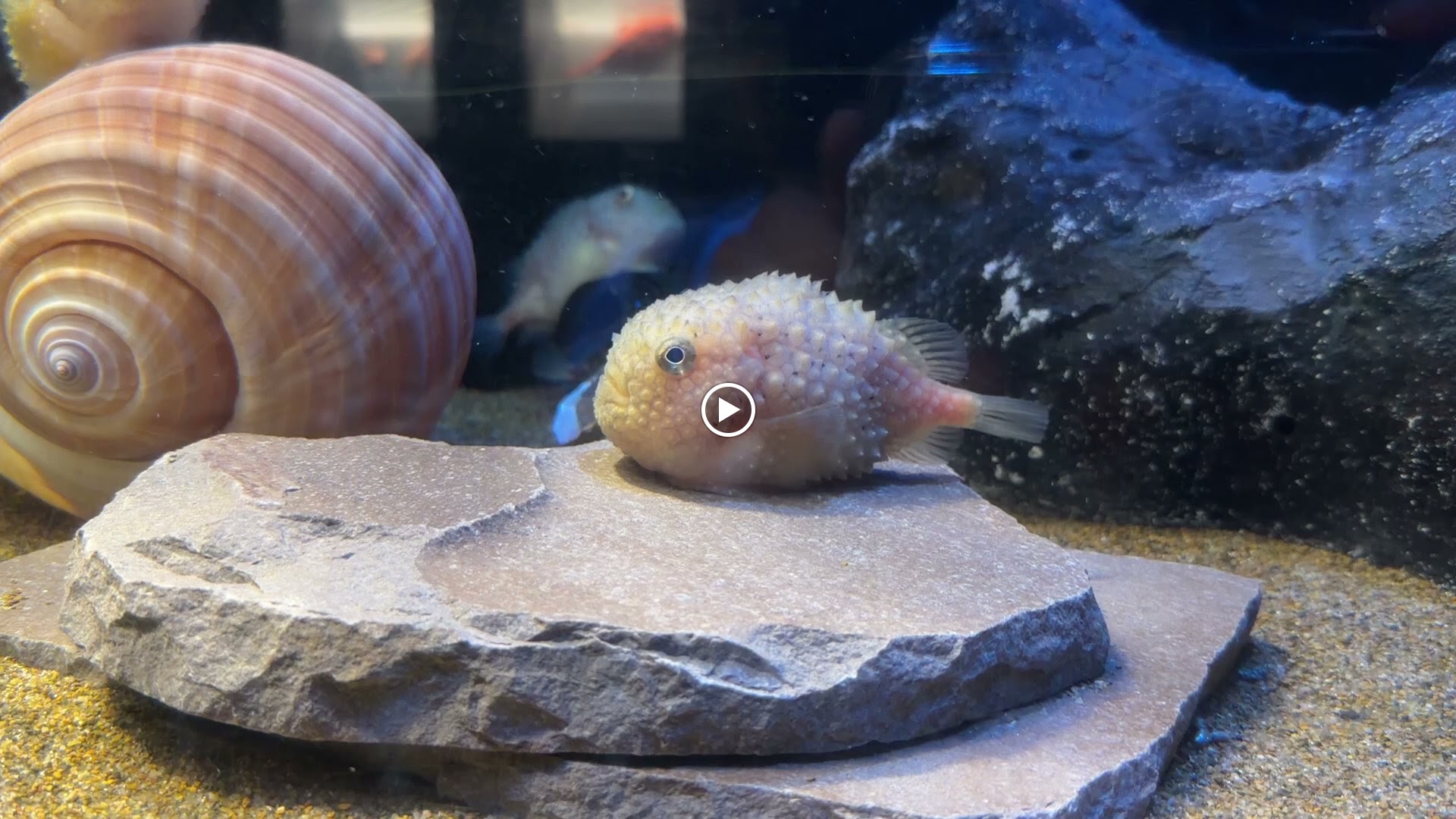 石の上にいる丸い魚と、そばの巻き貝の殻