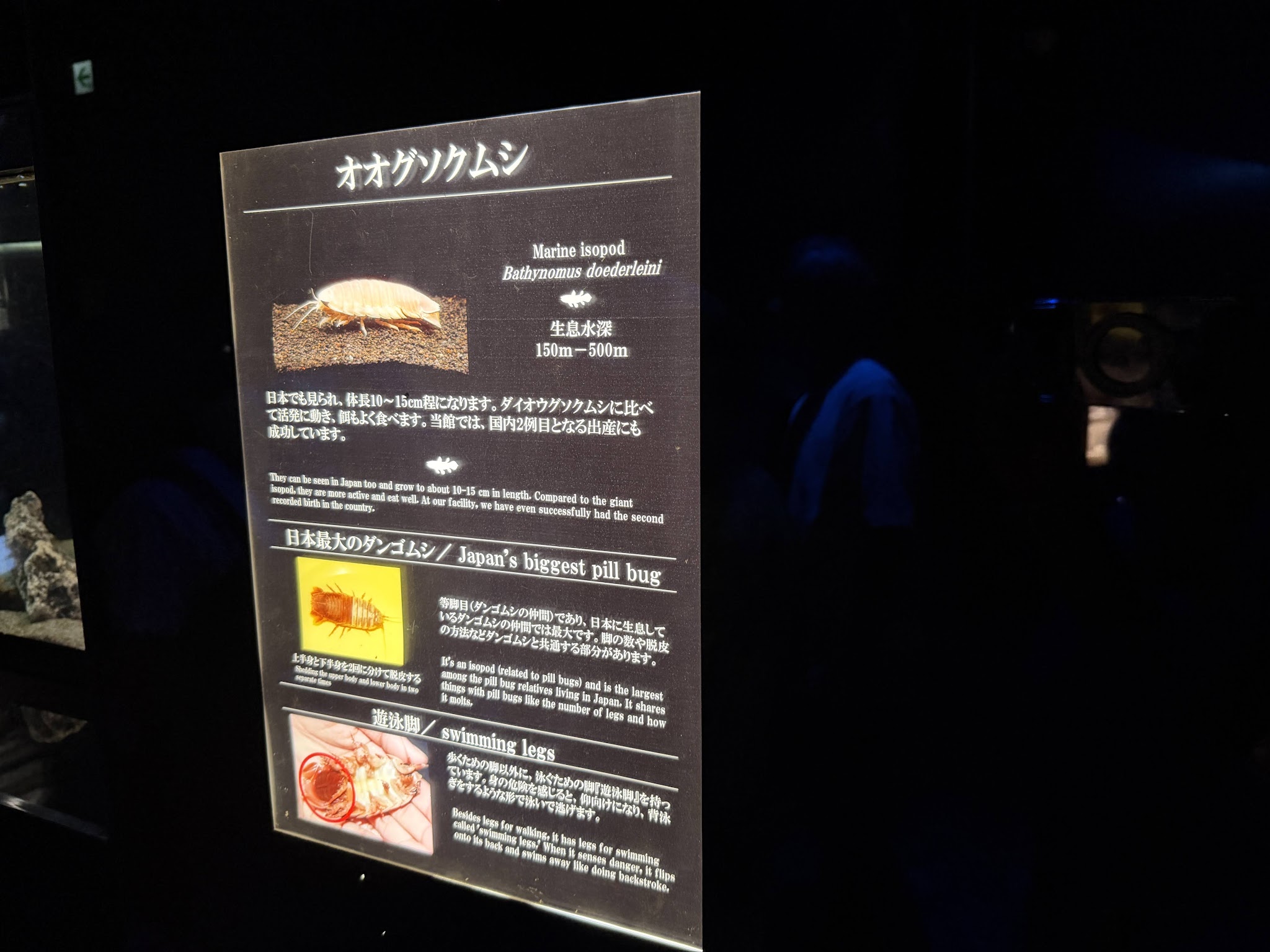 オオグソクムシの説明板