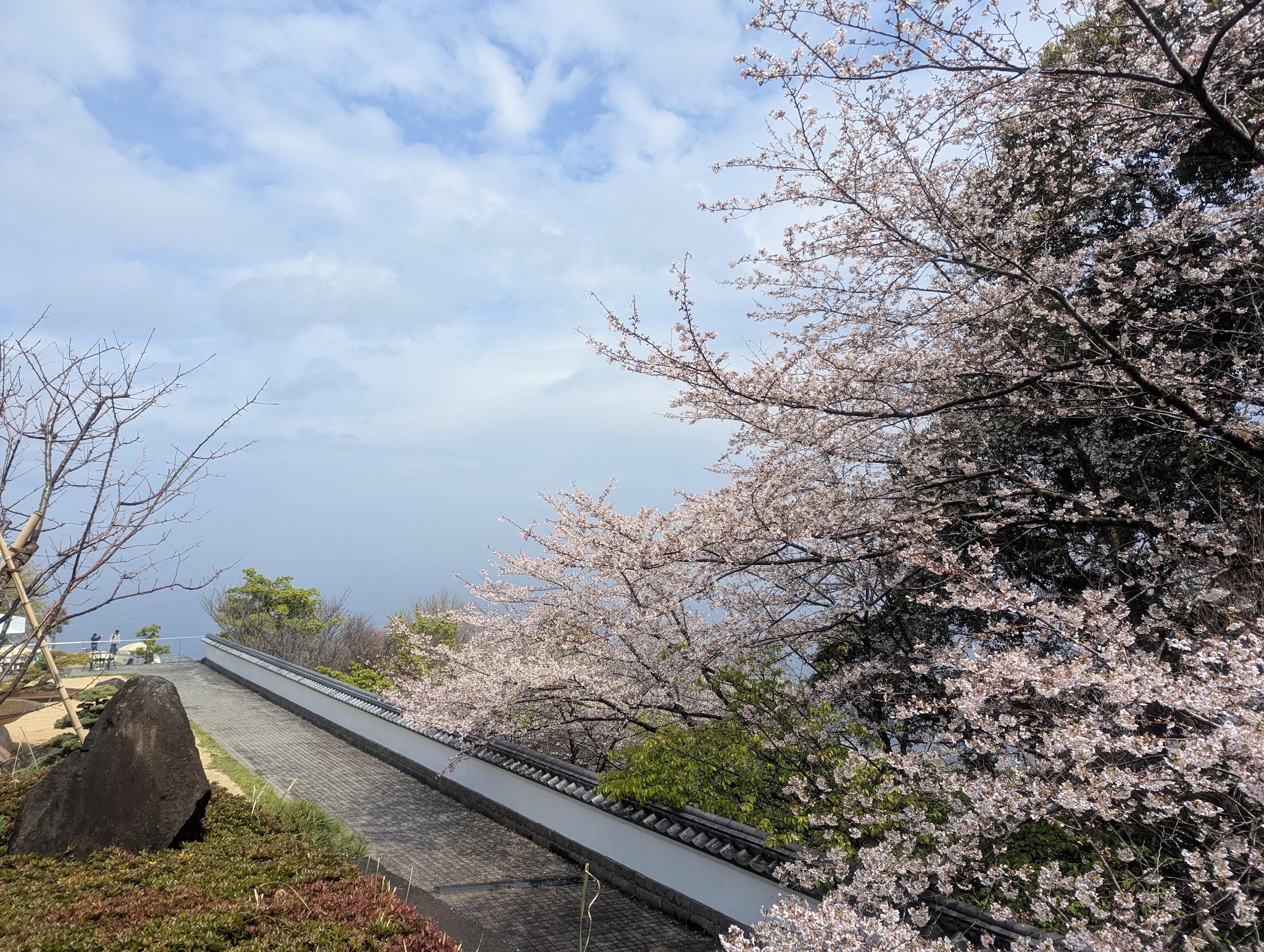 花の咲く木と海沿いの眺め