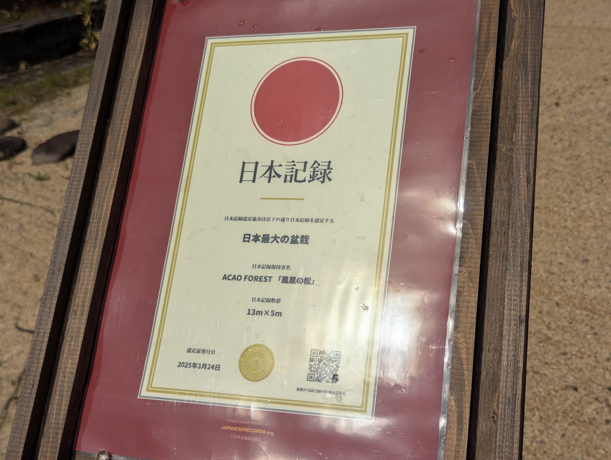日本最大の盆栽と記された認定証